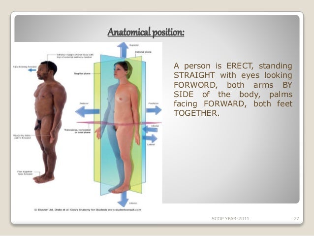 erect penis positions Erect penis positions